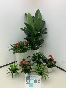 江宁办公室花卉绿植租摆简约组合